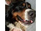 Bernese Mountain Dog Puppy for sale in Millerton, PA, USA