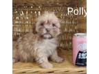 Zuchon Puppy for sale in Black River Falls, WI, USA
