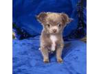 Chihuahua Puppy for sale in Las Vegas, NV, USA