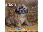 Zuchon Puppy for sale in Brooksville, FL, USA