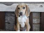 Beagle Puppy for sale in Springfield, MO, USA