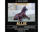 Real Smart Allie~Gentle*Safe*Liberty/Tricks/Ranch/Trail AQHA Mare~