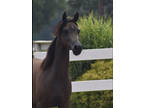 Half Arabian Buckskin Mare