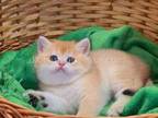 Phylip Ny 11 Black Golden Shaded British Shorthair