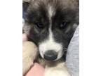 AKC Wooly Siberian Husky Puppies!