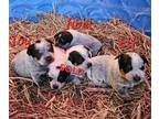 Australian Cattle Dog PUPPY FOR SALE ADN-742977 - Blue Heeler Litter 3