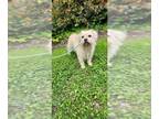 Cairn Terrier Mix DOG FOR ADOPTION RGADN-1095645 - Chewy *Courtesy Post* - Cairn