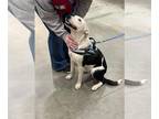 Border Collie Mix DOG FOR ADOPTION RGADN-1098664 - Josie - Terrier / Border