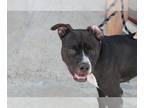 Staffordshire Bull Terrier Mix DOG FOR ADOPTION RGADN-1107115 - Belinda -