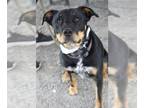 Rottweiler Mix DOG FOR ADOPTION RGADN-1173149 - Klaus - Rottweiler / Australian