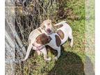 American Pit Bull Terrier Mix DOG FOR ADOPTION RGADN-1175164 - Mitzi - Pit Bull
