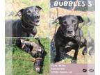 Labrador Retriever Mix DOG FOR ADOPTION RGADN-1175587 - Bubbles - Labrador