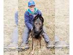 German Shepherd Dog Mix DOG FOR ADOPTION RGADN-1201223 - Sherlock - German