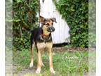 German Shepherd Dog DOG FOR ADOPTION RGADN-1201225 - Bitsy - German Shepherd Dog