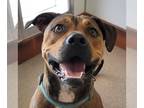 American Staffordshire Terrier Mix DOG FOR ADOPTION RGADN-1201231 - Ember -