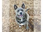 American Pit Bull Terrier-Huskies Mix DOG FOR ADOPTION RGADN-1201248 - Luna -