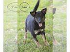 Labrador Retriever-Siberian Husky Mix DOG FOR ADOPTION RGADN-1201260 - Token -