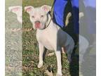 American Pit Bull Terrier Mix DOG FOR ADOPTION RGADN-1201264 - Ghost - Pit Bull