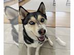 Siberian Husky DOG FOR ADOPTION RGADN-1201265 - Alina - Siberian Husky (medium