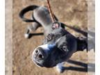 Boxer Mix DOG FOR ADOPTION RGADN-1201272 - Doyle - Boxer / Black Labrador