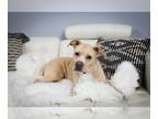 American Pit Bull Terrier Mix DOG FOR ADOPTION RGADN-1201275 - Faith - Pit Bull