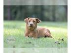 Labrador Retriever Mix DOG FOR ADOPTION RGADN-1201277 - Mia - VIDEO - Labrador