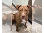 American Staffordshire Terrier Mix DOG FOR ADOPTION RGADN-1201281 - Tiger -