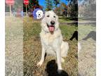 Great Pyrenees DOG FOR ADOPTION RGADN-1201292 - Lavern - Great Pyrenees (long