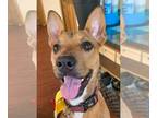 Carolina Dog-Feist Terrier Mix DOG FOR ADOPTION RGADN-1201315 - Lucky Penny -