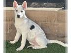 Huskies Mix DOG FOR ADOPTION RGADN-1201335 - Z - Husky / Cattle Dog / Mixed