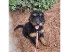 Goldendoodle Puppy for sale in Panama City Beach, FL, USA