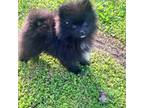 Pomeranian Puppy for sale in Midville, GA, USA