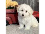 Bichon Frise Puppy for sale in Seneca Falls, NY, USA