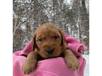 Golden Retriever Puppy for sale in Becker, MN, USA