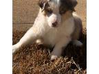 Miniature Australian Shepherd Puppy for sale in Alpharetta, GA, USA