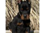Doberman Pinscher Puppy for sale in Chapman, KS, USA