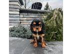 Cavalier King Charles Spaniel Puppy for sale in Nappanee, IN, USA