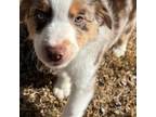 Miniature Australian Shepherd Puppy for sale in Alpharetta, GA, USA