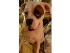 Adopt ROMAN a Boxer / Mixed dog in Pembroke, GA (30198405)