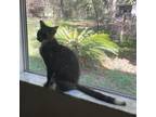 Adopt Aspen a Tan or Fawn Tabby British Shorthair (short coat) cat in Ocala