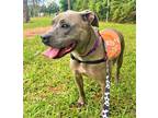 Adopt GLADY a Brindle American Staffordshire Terrier / Mixed dog in Fort