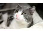 Adopt Swanson a Gray or Blue (Mostly) Domestic Shorthair (short coat) cat in