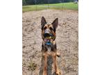 Adopt Ace a Black German Shepherd Dog / Mixed dog in Wisconsin Rapids