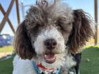 Adopt Fred a White Poodle (Miniature) / Mixed dog in Colorado Springs