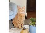 Adopt Henry2 a Orange or Red Tabby Domestic Shorthair (short coat) cat in