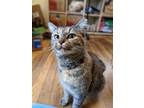 Adopt Mimi a Tortoiseshell Domestic Shorthair / Mixed (short coat) cat in