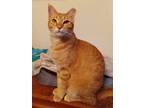 Adopt Peanut a Orange or Red Domestic Shorthair (short coat) cat in College