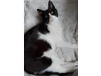 Adopt Notch a Black & White or Tuxedo Domestic Shorthair (short coat) cat in