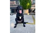 Adopt Hector a Black - with White Labrador Retriever / Mixed dog in Carlisle