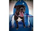 Adopt Kiro a Black American Pit Bull Terrier / Mixed dog in Daytona Beach